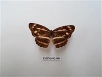 藏品(蓬萊環蛺蝶)的圖片